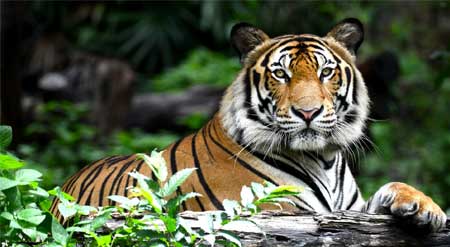 rajasthan-tour-with-wildlife-sanctuaries